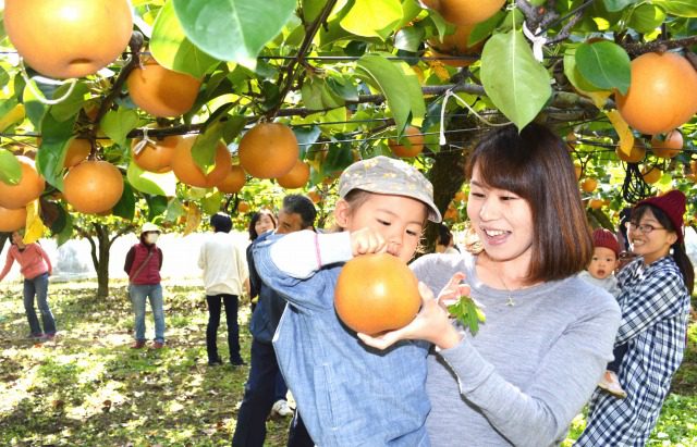 みんな にっこり 鹿沼で親子らナシ狩り きたかんナビ