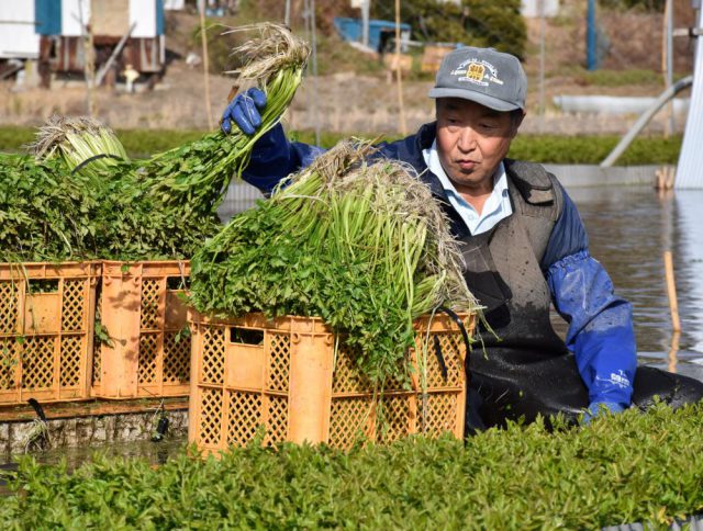 茨城いちばん セリ 地下水で高品質 きたかんナビ