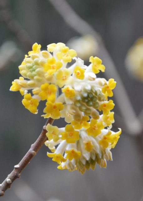黄色い花が咲き始めたミツマタ