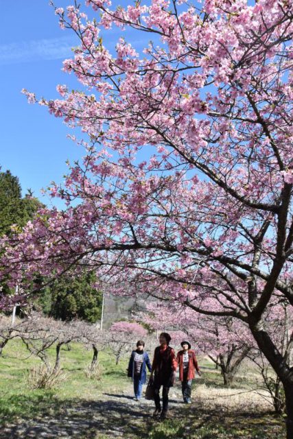 9年ぶりに満開となった仏生寺公園のカワヅザクラ