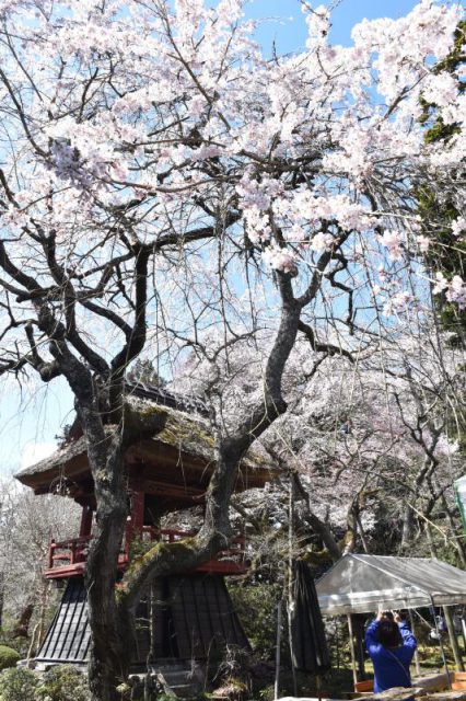 見頃を迎えた西行桜