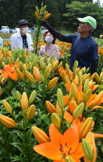 最多１万３０００本 有終の美 大田原 今年閉園の黒羽ユリ園 運営メンバー 感謝と誇り きたかんナビ