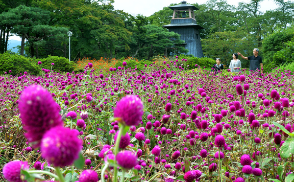 沼田公園に秋感じる花 きたかんナビ