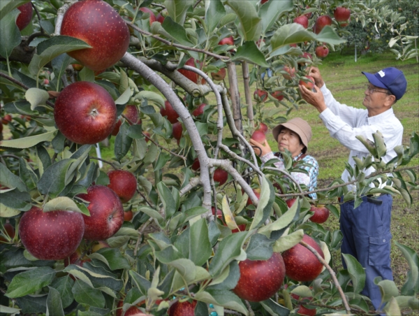 リンゴを収穫する阿相さん夫妻
