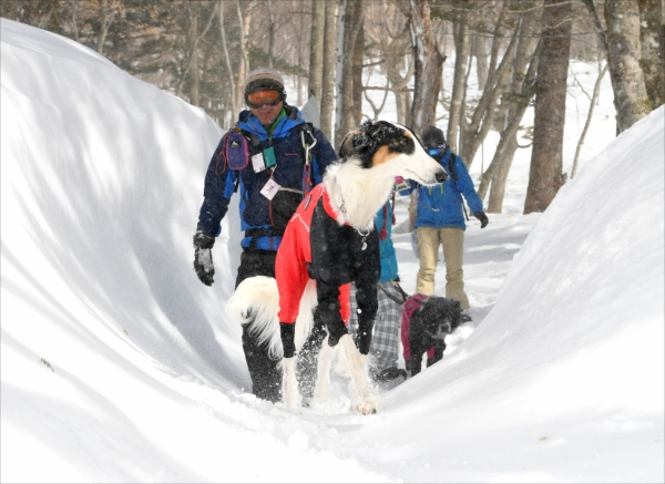 雪に覆われた余笹川の源流を歩く参加者と愛犬＝１９日午前１１時、那須町大島