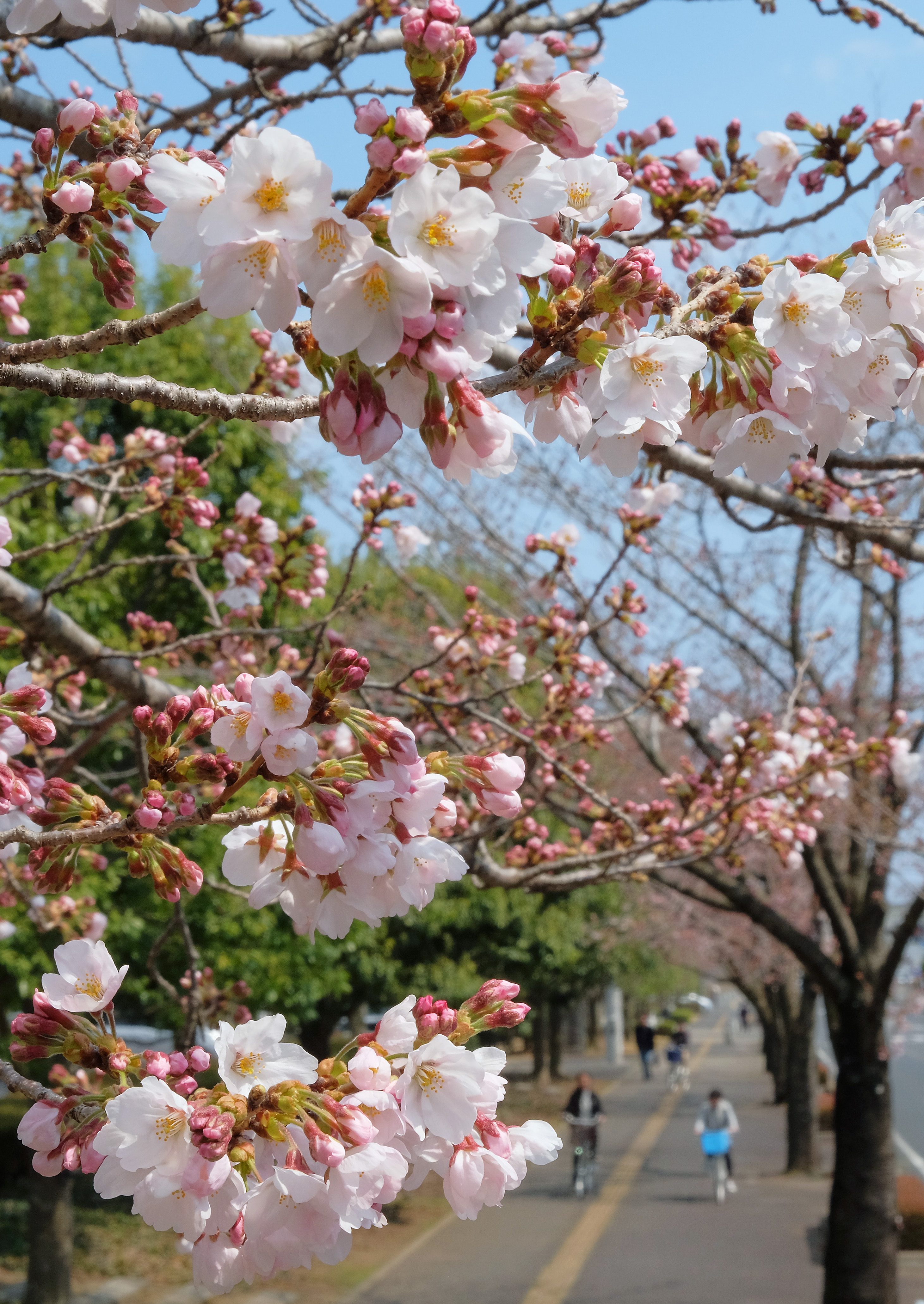 水戸で桜開花 日立も きたかんナビ