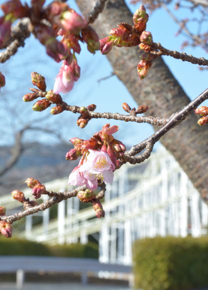 日立紅寒桜 ほころぶ 3月上旬ごろ満開 きたかんナビ