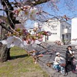 咲き始めた新川沿いの桜
