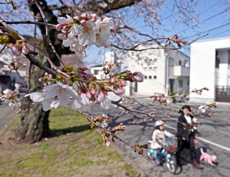 咲き始めた新川沿いの桜