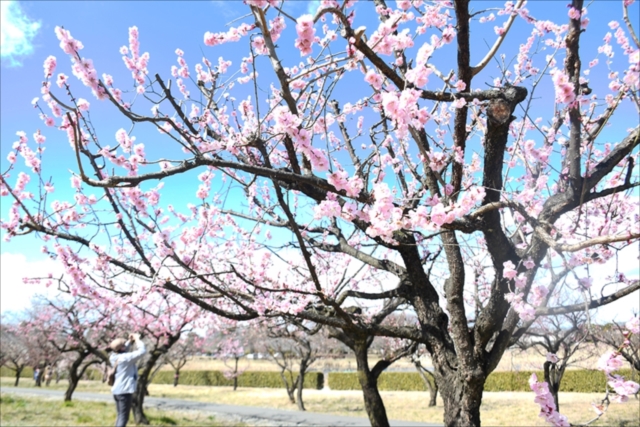 春告げるウメの花 つつじが岡公園で見頃迎える きたかんナビ