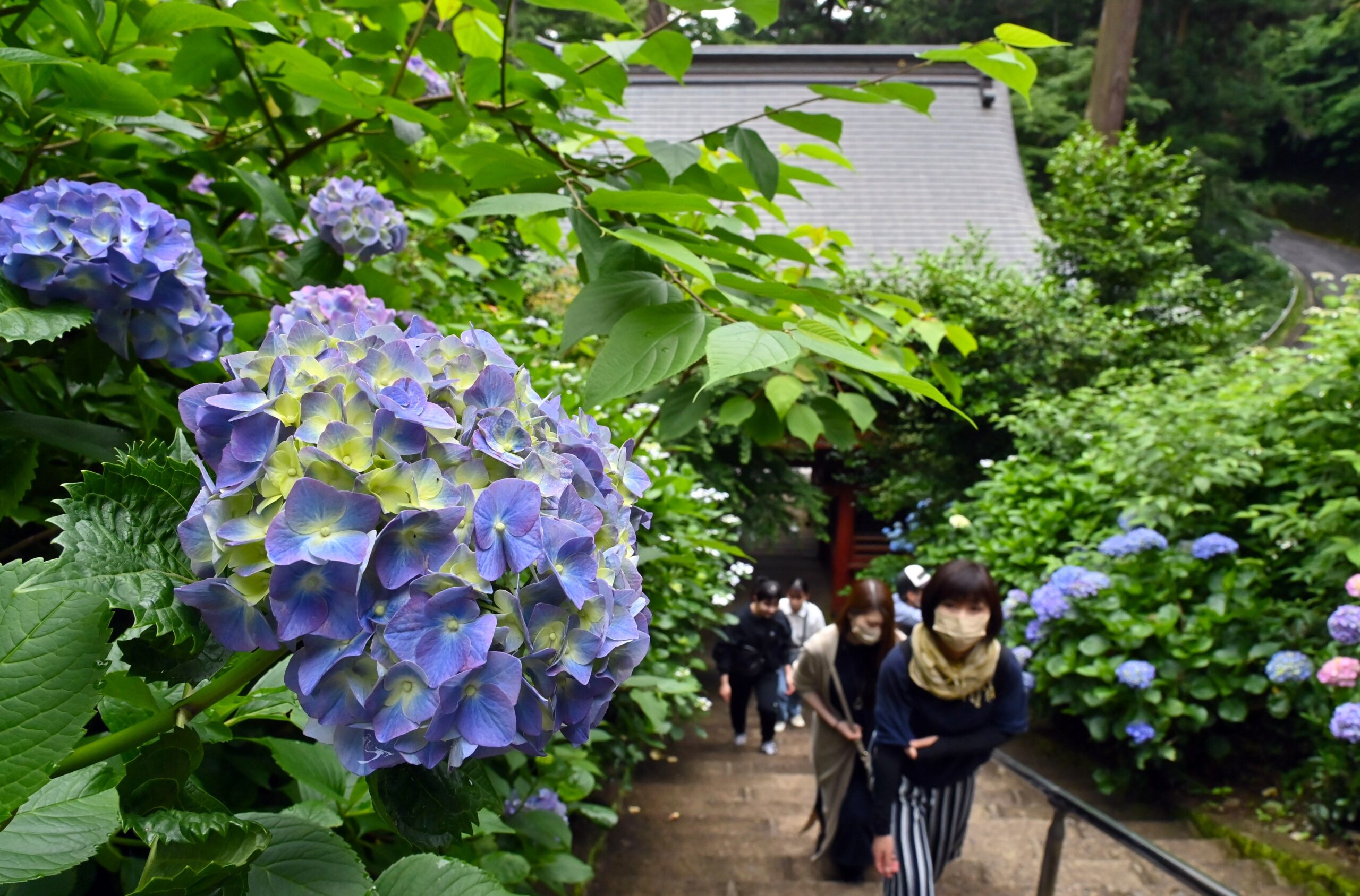 紫陽花 