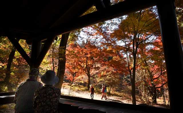 晩秋の紅葉散策 群馬・渋川市の赤城自然園 | きたかんナビ