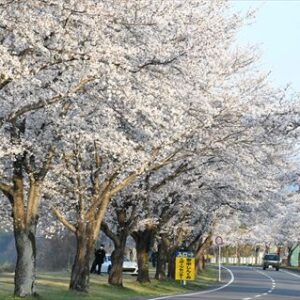 桜のライトアップ、軽スポーツ体験…多彩な企画で健康支援　30日に群馬・安中市でイベント