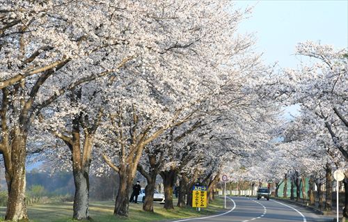 桜のライトアップ、軽スポーツ体験…多彩な企画で健康支援　30日に群馬・安中市でイベント