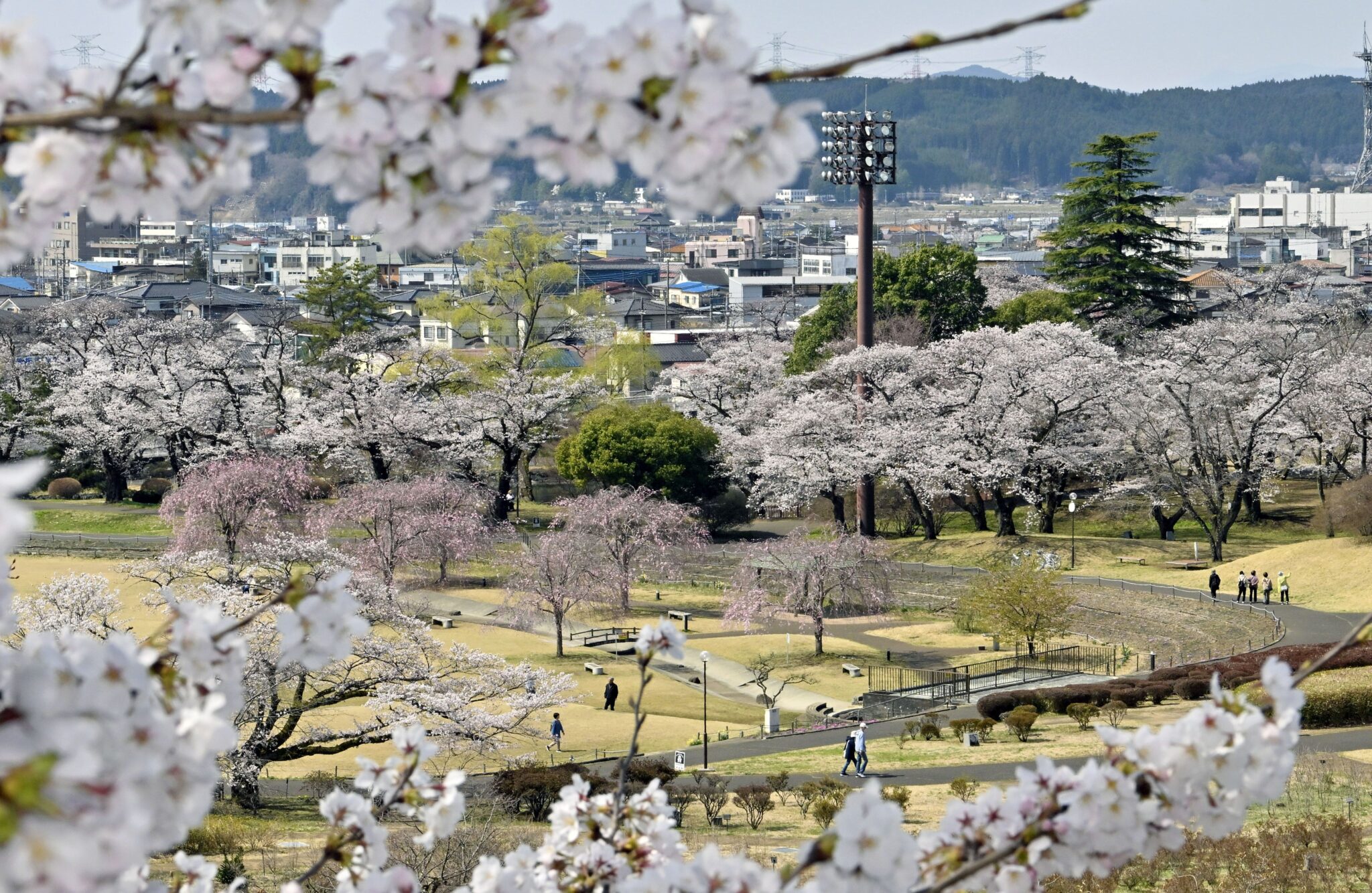 栃木県矢板市で桜が満開 名所の長峰公園に広がる“春らしさたっぷり”の絶景 | きたかんナビ